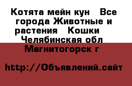 Котята мейн кун - Все города Животные и растения » Кошки   . Челябинская обл.,Магнитогорск г.